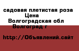 садовая плетистая роза › Цена ­ 300 - Волгоградская обл., Волгоград г.  »    